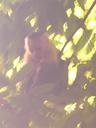 Believe it or not, thatÂ´s our best monkey picture. Our camera is not so great...